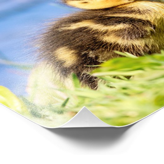 Mallard Duckling Fotodruck (Ecke)