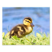 Mallard Duckling Fotodruck (Vorne)