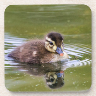 Mallard Duckling Getränkeuntersetzer