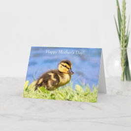 Mallard Duckling Karte