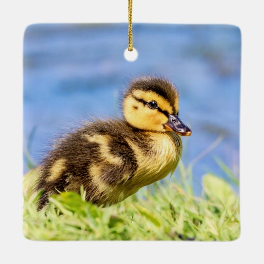 Mallard Duckling Keramikornament (Rückseite)