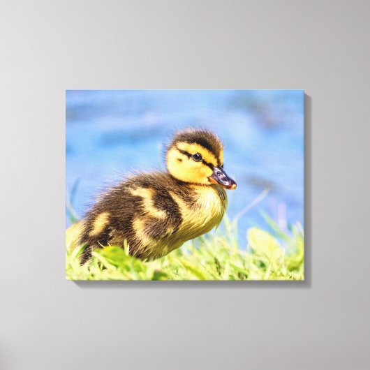 Mallard Duckling Leinwanddruck (Vorderseite)