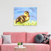 Mallard Duckling Leinwanddruck (Insitu (Wohnzimmer))