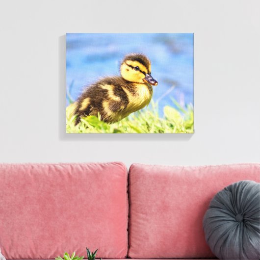 Mallard Duckling Leinwanddruck (Insitu (Wohnzimmer))