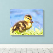 Mallard Duckling Leinwanddruck (Insitu (Holzboden))
