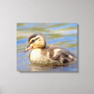 Mallard Duckling Leinwanddruck