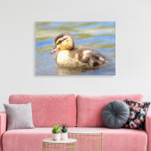 Mallard Duckling Leinwanddruck (Insitu (Wohnzimmer))
