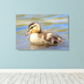 Mallard Duckling Leinwanddruck (Insitu (Holzboden))