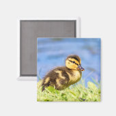 Mallard Duckling Magnet (Vorderseite/Rückseite)