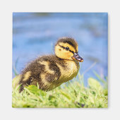Mallard Duckling Magnet (Vorne)