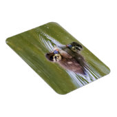 Mallard Duckling Magnet (Rechte Seite)