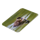 Mallard Duckling Magnet (Linke Seite)