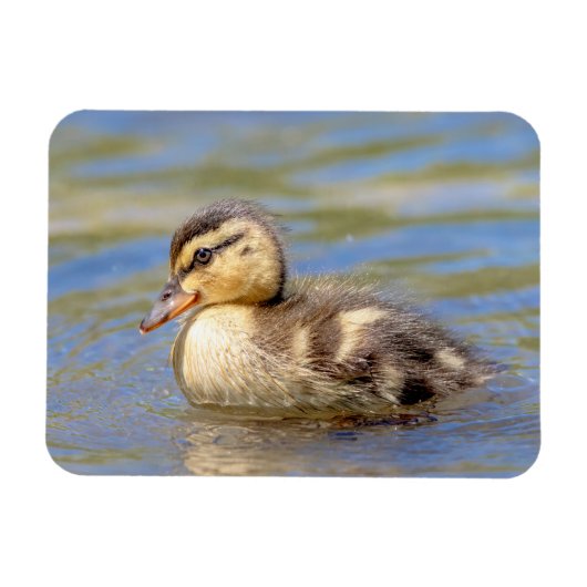 Mallard Duckling Magnet (Horizontal)