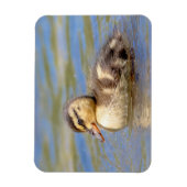 Mallard Duckling Magnet (Vertikal)