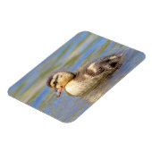 Mallard Duckling Magnet (Linke Seite)