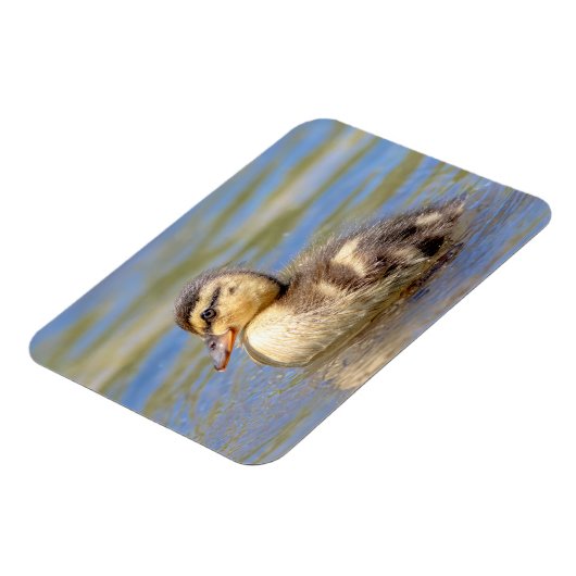 Mallard Duckling Magnet (Linke Seite)