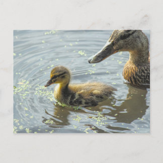 Mallard Duckling mit ihrer Mutter, Postkarte