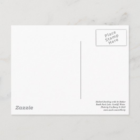 Mallard Duckling mit ihrer Mutter, Postkarte (Rückseite)