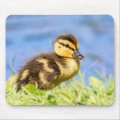 Mallard Duckling Mousepad (Vorne)
