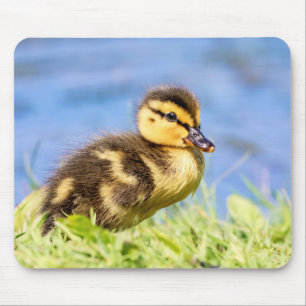 Mallard Duckling Mousepad