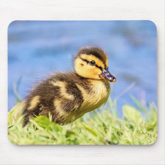 Mallard Duckling Mousepad (Vorne)