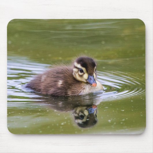 Mallard Duckling Mousepad (Vorne)