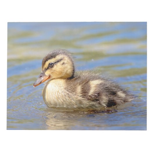 Mallard Duckling Notizblock (Vorderseite)