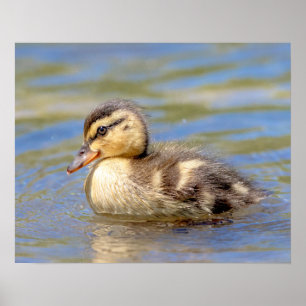 Mallard Duckling Poster