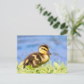 Mallard Duckling Postkarte (Stehend Vorderseite)