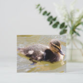 Mallard Duckling Postkarte (Stehend Vorderseite)
