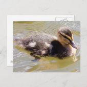 Mallard Duckling Postkarte (Vorne/Hinten)