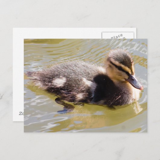 Mallard Duckling Postkarte (Vorne/Hinten)
