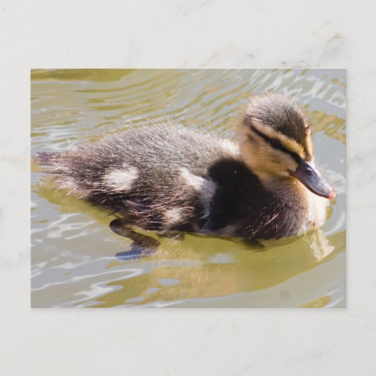 Mallard Duckling Postkarte (Vorderseite)