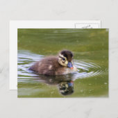 Mallard Duckling Postkarte (Vorne/Hinten)
