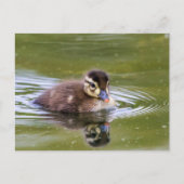 Mallard Duckling Postkarte (Vorderseite)
