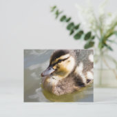 Mallard Duckling Postkarte (Stehend Vorderseite)
