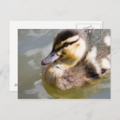 Mallard Duckling Postkarte (Vorne/Hinten)
