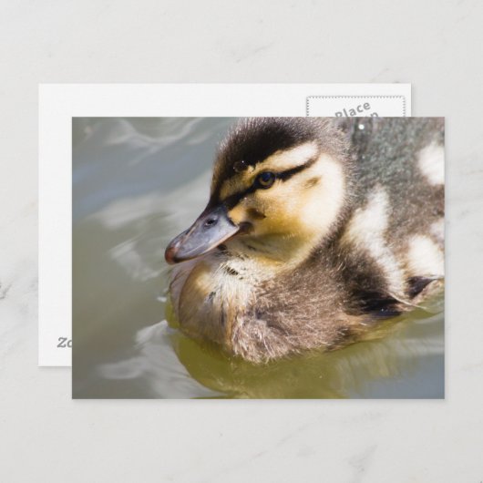 Mallard Duckling Postkarte (Vorne/Hinten)