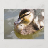 Mallard Duckling Postkarte (Vorderseite)