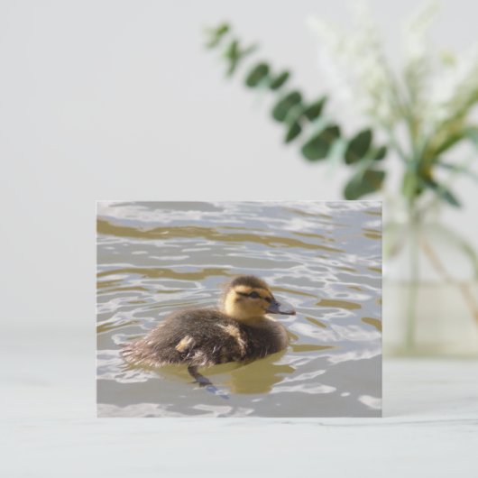 Mallard Duckling Postkarte (Stehend Vorderseite)