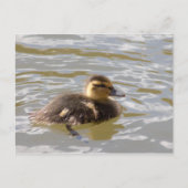Mallard Duckling Postkarte (Vorderseite)
