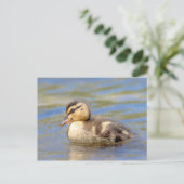 Mallard Duckling Postkarte (Stehend Vorderseite)