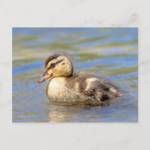 Mallard Duckling Postkarte