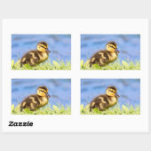 Mallard Duckling Rechteckiger Aufkleber (Blatt)
