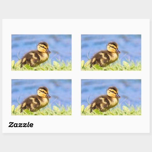 Mallard Duckling Rechteckiger Aufkleber (Blatt)