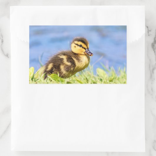 Mallard Duckling Rechteckiger Aufkleber (Tasche)