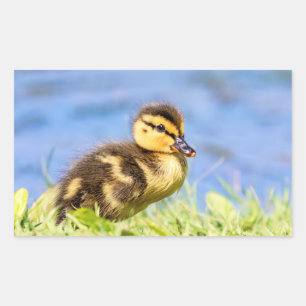 Mallard Duckling Rechteckiger Aufkleber