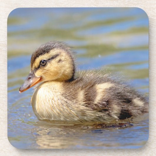 Mallard Duckling Untersetzer (Vorderseite)
