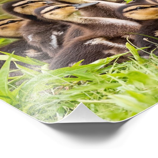 Mallard Ducklings Fotodruck (Ecke)