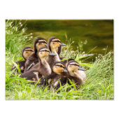 Mallard Ducklings Fotodruck (Vorne)